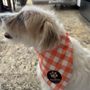 Pawsome Pet Spa On Wheels