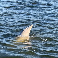 Captain Johnny's Dolphin Tours - Dolphin