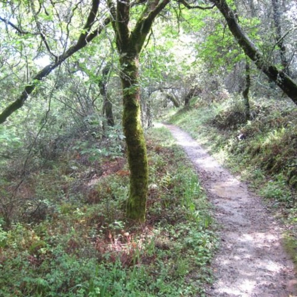 Thornewood Preserve - quiet trail spot - Parks Near Me - Woodside, California Thornewood Preserve - quiet trail spot - Parks Near Me - Woodside, California