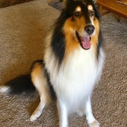 Breeders Corner - Rex, our rough collie, after having his coat stripped at Breeders Corner.