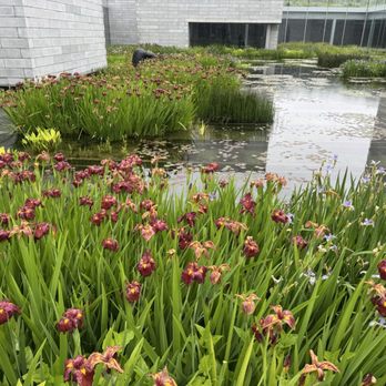 Glenstone - Outdoor irises - Art Museums Near Me - Potomac, Maryland Glenstone - Outdoor irises - Art Museums Near Me - Potomac, Maryland