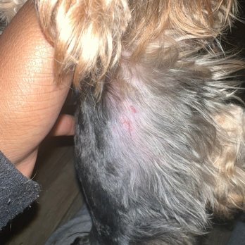 PetSmart - CUTS to her chest area - Pet Stores Near Me - San Diego, California
