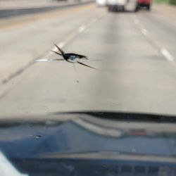 Free N Clear Autoglass - Rock Chip Repair