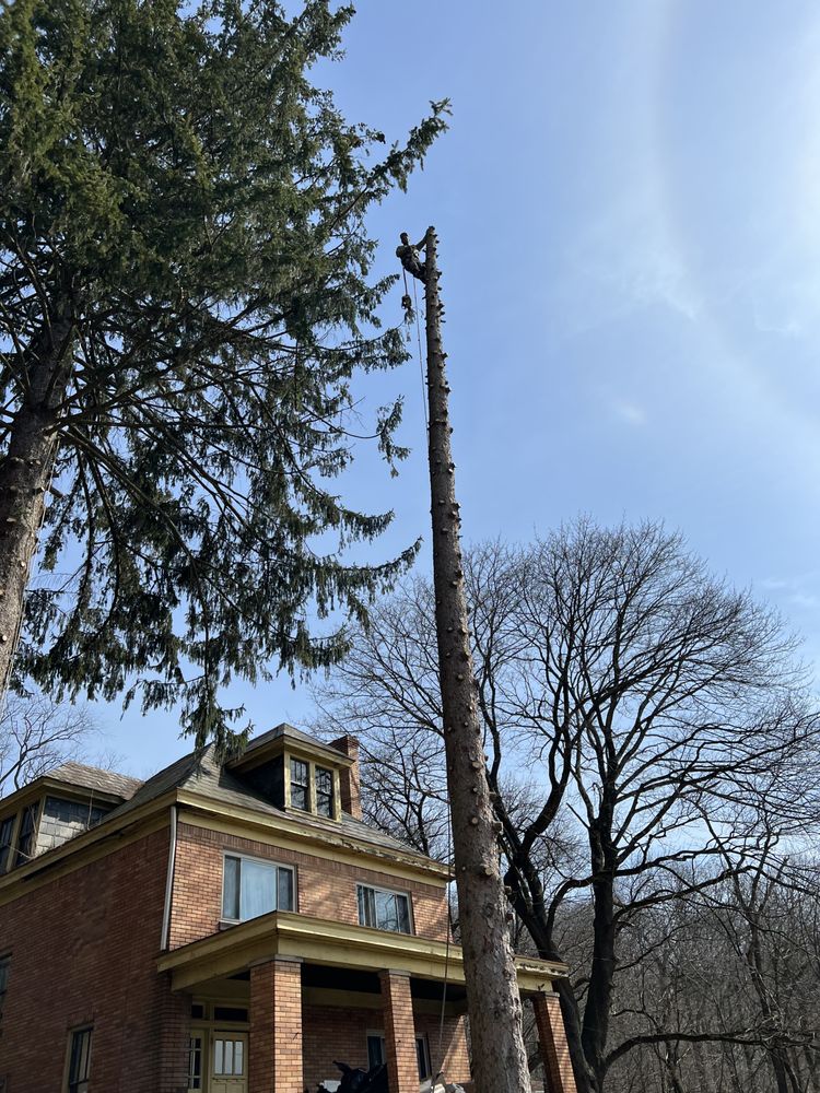 PJ & Sons Tree Service - tree service in Pittsburgh, PA