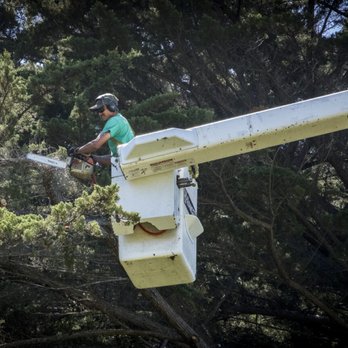 MisterTree - Tree Services Near Me - Hopkins, Minnesota MisterTree - Tree Services Near Me - Hopkins, Minnesota