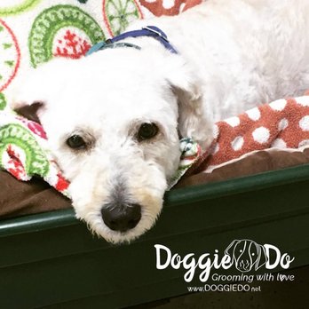 Doggie Do - Max relaxing after his grooming  #lovegroomingdoggies #loveourclients - Pet Groomers Near Me - Stamford, Connecticut