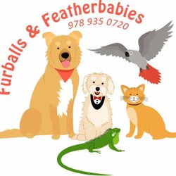 Furballs & Featherbabies Pet Sitting