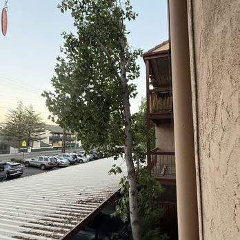 American Arborists - A very good view of sheer trimming on one side with no removal of branches on the other side. The trees used to not lean like that. - Tree Services Near Me - Reno, Nevada