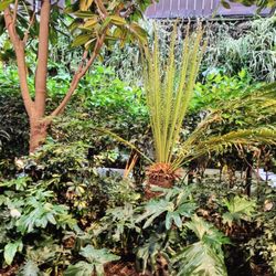 Sylvestre - Rain forest