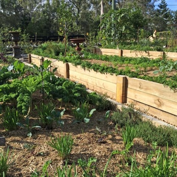 Wild Canary - Wild Canary's kitchen garden - Coffee & Tea Near Me - Brookfield, QLD