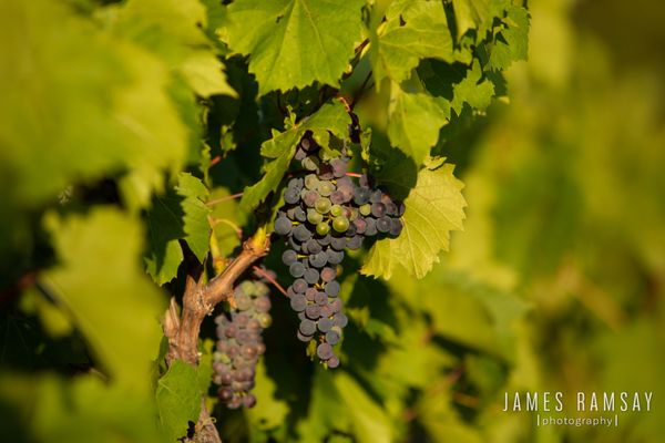 7 Vines Vineyard and Winery by null