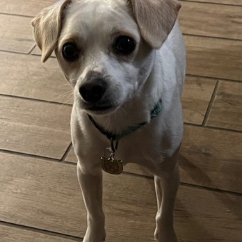 WAGGERS - This guy is short haired, so he looks the same, just cleaner, brighter, with shorter nails, and smelling way better. - Pet Groomers Near Me - Sacramento, California WAGGERS - This guy is short haired, so he looks the same, just cleaner, brighter, with shorter nails, and smelling way better. - Pet Groomers Near Me - Sacramento, California