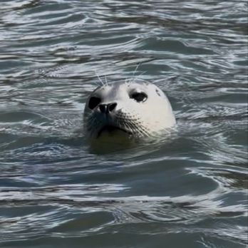 Smart Tours - Adorable seal - Tours Near Me Smart Tours - Adorable seal - Tours Near Me