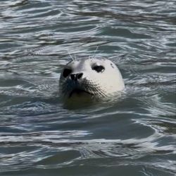 Smart Tours - Adorable seal