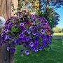 Photo of Stakey's Flower House
