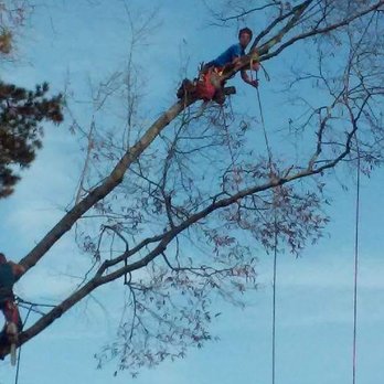 Bobs Local Tree Service - When we say we need to go out on the limb,, someone's already ascending..At times more than one - Tree Services Near Me - Murrayville, Georgia