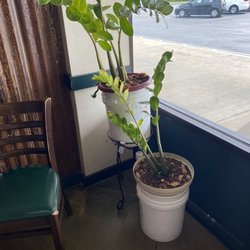 Wing It