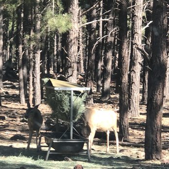 Bearizona - Zoos Near Me - Williams, Arizona