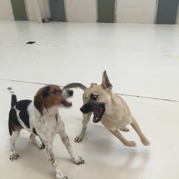 Creekside Pet Hotel - So glad to see him enjoying his stay! Able to run around and play with other dogs! - Pet Services Near Me - Kennesaw, Georgia Creekside Pet Hotel - So glad to see him enjoying his stay! Able to run around and play with other dogs! - Pet Services Near Me - Kennesaw, Georgia
