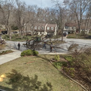 Pro Tree Services - This is just one limb - Tree Services Near Me