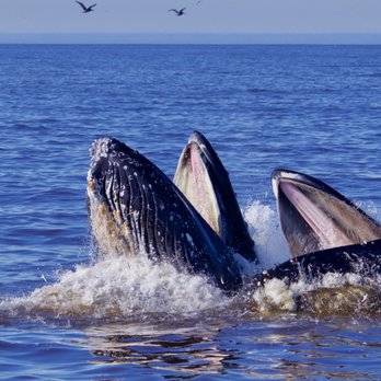 Blue Ocean Whale Watch - Blue Ocean Whale Watch - Whale Watching Tours Near Me - Moss Landing, California