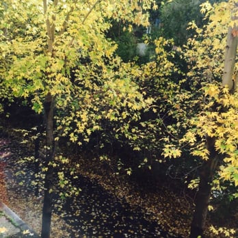 Foxy - From the window - Spanish Near Me - Toulouse, 31