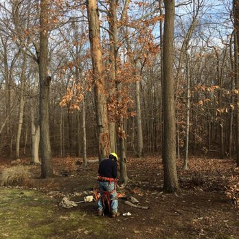 Cruz Tree Service - Tree Services Near Me - Long Branch, New Jersey Cruz Tree Service - Tree Services Near Me - Long Branch, New Jersey