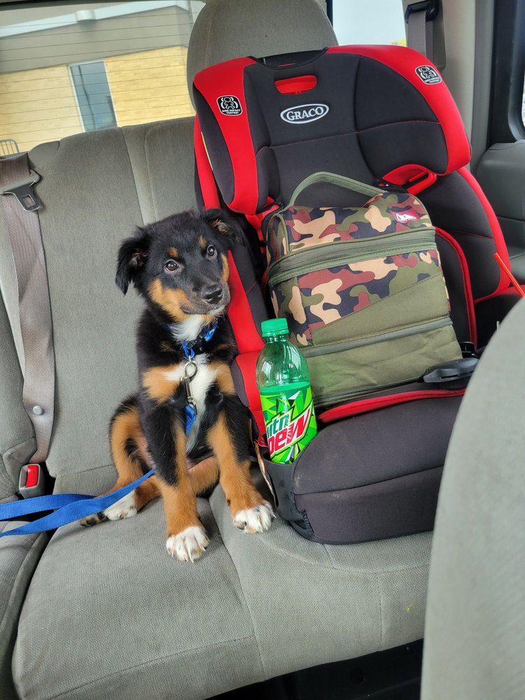 THE PET STORE 39 Photos & 34 Reviews 487 Gateway Ave, Chambersburg