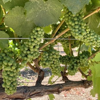 Taber Ranch Vineyard & Event Center - 06.13.21 Passport to Yolo Wine Country - Venues & Event Spaces Near Me - Capay, California Taber Ranch Vineyard & Event Center - 06.13.21 Passport to Yolo Wine Country - Venues & Event Spaces Near Me - Capay, California