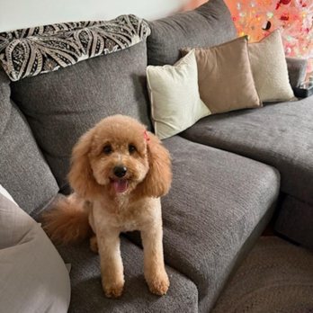 Dapper Dog Salon - Winnie - Pet Groomers Near Me - Northford, Connecticut