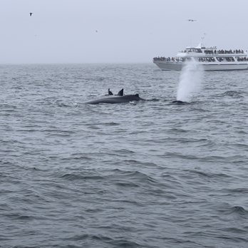 Discovery Whale Watch - Couple of humpbacks feeding. - Whale Watching Tours Near Me - Monterey, California