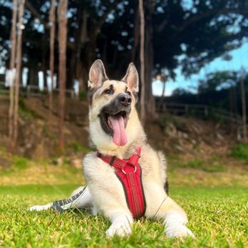 The Honolulu Pet Clinic - Veterinarians Near Me - Honolulu, Hawaii