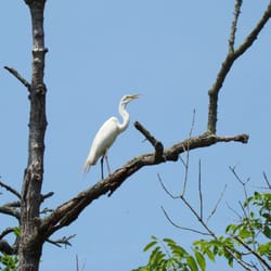 Ayers Creek Adventures - Great Egret - amazing views of wildlife