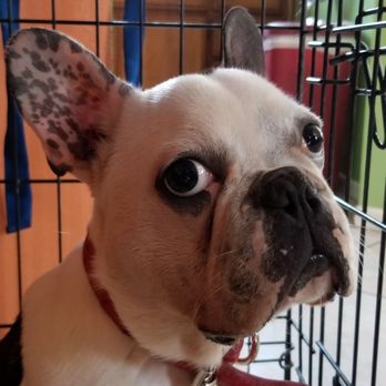 Pet Food Express - We feed Pork Chop in his kennel so our other dogs won't eat his food. - Pet Stores Near Me - Long Beach, California Pet Food Express - We feed Pork Chop in his kennel so our other dogs won't eat his food. - Pet Stores Near Me - Long Beach, California