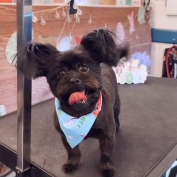 Bark Barber - Pet Groomers Near Me Bark Barber - Pet Groomers Near Me
