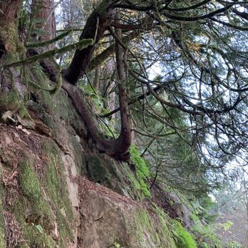 Paradise Point State Park - The trees grow in the most unusual way. This is just one of the many... this tree has roots in a u shape. - Parks Near Me - Ridgefield, Washington Paradise Point State Park - The trees grow in the most unusual way. This is just one of the many... this tree has roots in a u shape. - Parks Near Me - Ridgefield, Washington