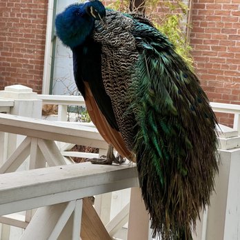 Sahuaro Ranch Park - Peacock - Parks Near Me - Glendale, Arizona