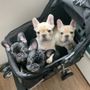 Photo of West Forsyth Animal Hospital