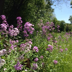 Housatonic Flats - Flowers