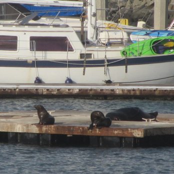 Oceanside Harbor Village - seals resting! - Vacation Rentals Near Me - Oceanside, California Oceanside Harbor Village - seals resting! - Vacation Rentals Near Me - Oceanside, California