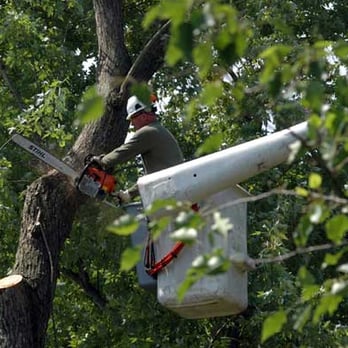 Canning's Tree Service - Tree Services Near Me - Sewell, New Jersey Canning's Tree Service - Tree Services Near Me - Sewell, New Jersey