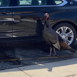 Had to throw this in. Huge turkey in the parking lot.  lol.