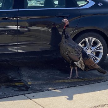 MidTown Grill - Had to throw this in. Huge turkey in the parking lot. lol. - American Near Me - Wauwatosa, Wisconsin MidTown Grill - Had to throw this in. Huge turkey in the parking lot. lol. - American Near Me - Wauwatosa, Wisconsin