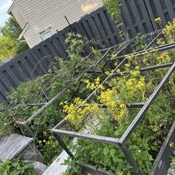 GTZ Landscape and Construction - Before: 3 flower beds with overgrown weeds and brush. I desperately needed help removing all of this.