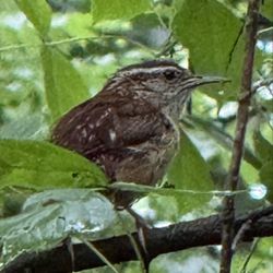 Clyde Shepherd Nature Preserve - Carolina Wren! So active and loud!