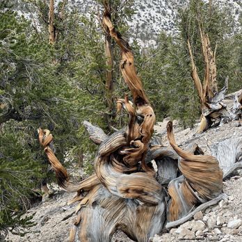 Ancient Bristlecone Pine Forest - Parks Near Me - Bishop, California Ancient Bristlecone Pine Forest - Parks Near Me - Bishop, California