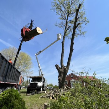 L & T Tree Service - Recent Removal With Some Of Our Equipment On Display - Tree Services Near Me - Jonesville, North Carolina L & T Tree Service - Recent Removal With Some Of Our Equipment On Display - Tree Services Near Me - Jonesville, North Carolina