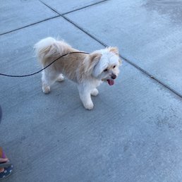 Friend's puppy: 'Thor' Friend's puppy: 'Thor'