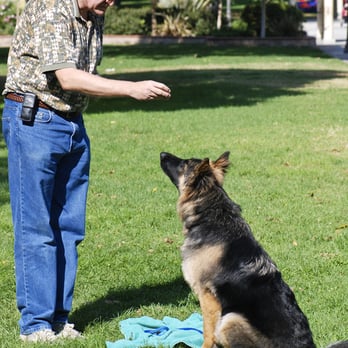 Pawsitive Perspective Animal Training - Dog Walkers Near Me