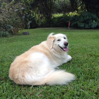 PAWSitive Pet Sitting - Pet Sitting Near Me